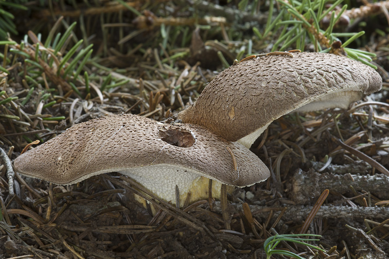 Albatrellus pes-capreae